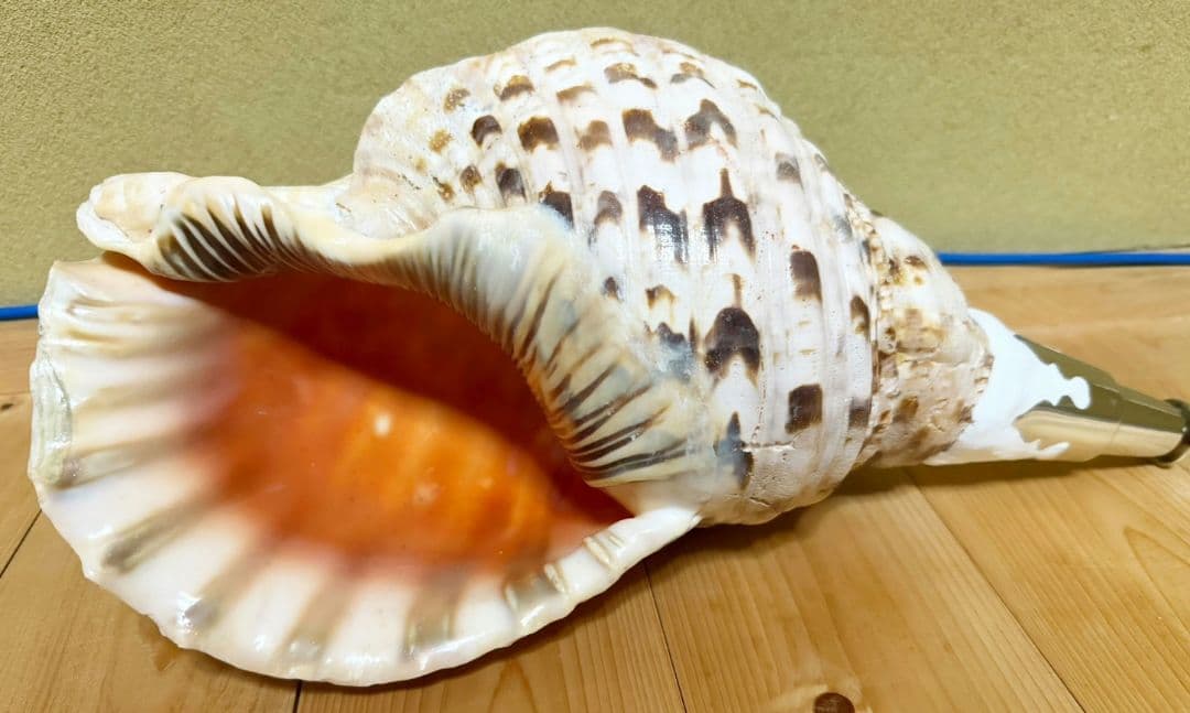 特大肉厚40.5㎝修験道法螺貝 山伏　密教　魔除け　ホラガイ　ほら貝