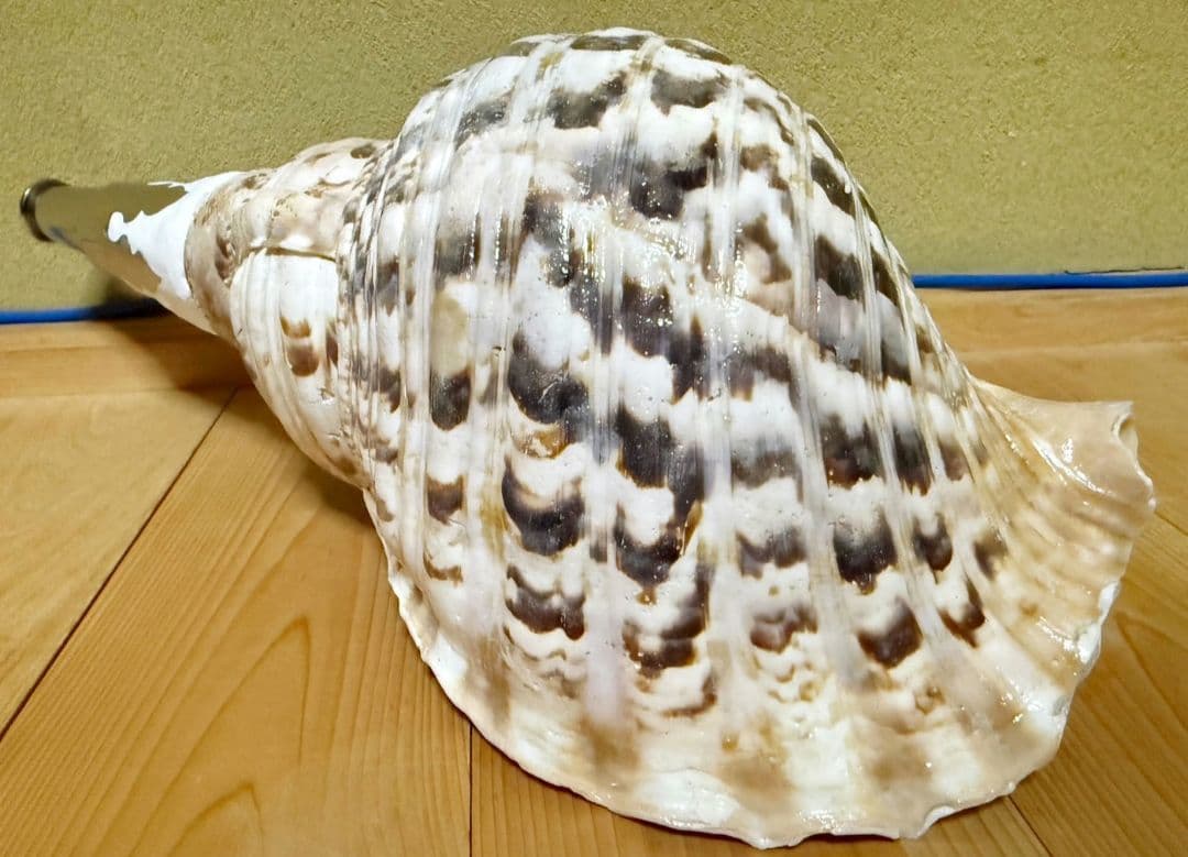 特大肉厚40.5㎝修験道法螺貝 山伏　密教　魔除け　ホラガイ　ほら貝