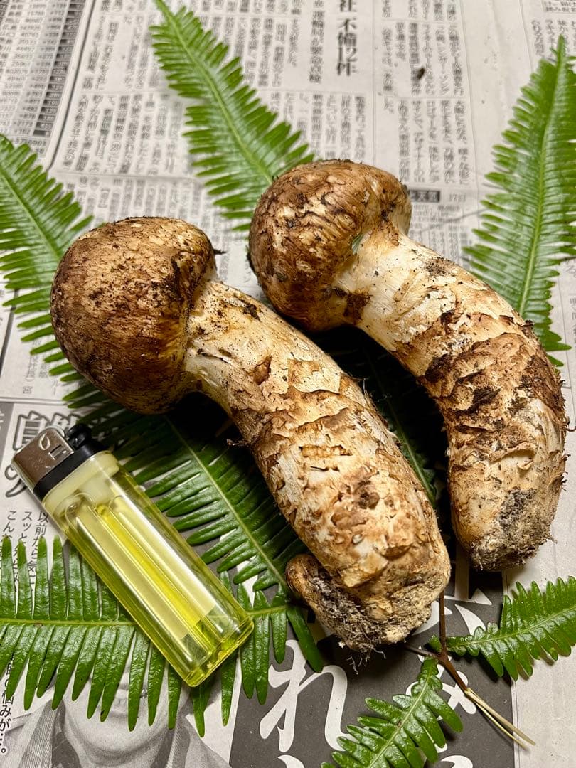 【専用です】大阪泉州産天然松茸　採れたて松茸　極上品2本180g 国産