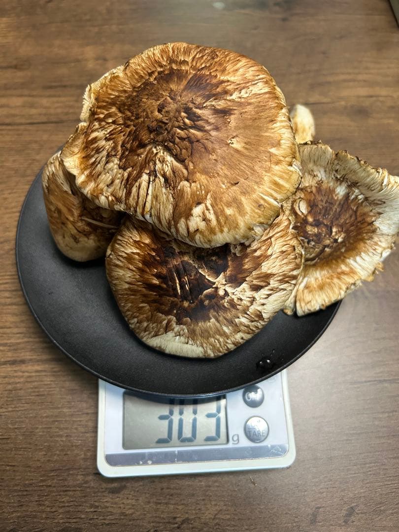 松茸300gサービス付。今季最後の出品です