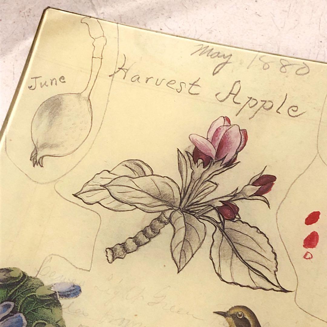 ラージサイズ　ジョンデリアン　デコパージュトレイ　フラワーバード