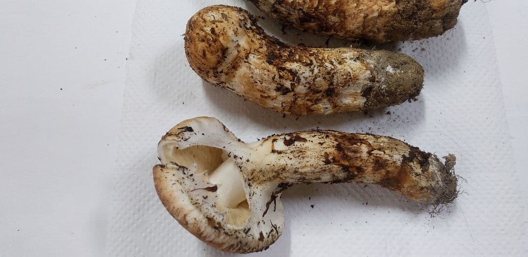 1 国産　松茸　長野県　送料込み