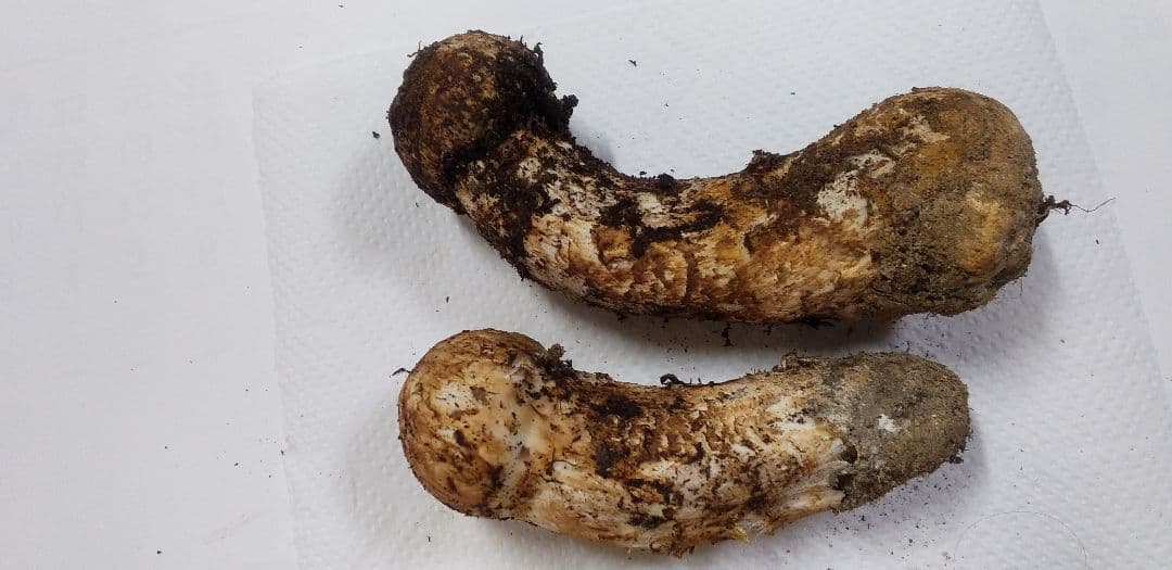 1 国産　松茸　長野県　送料込み