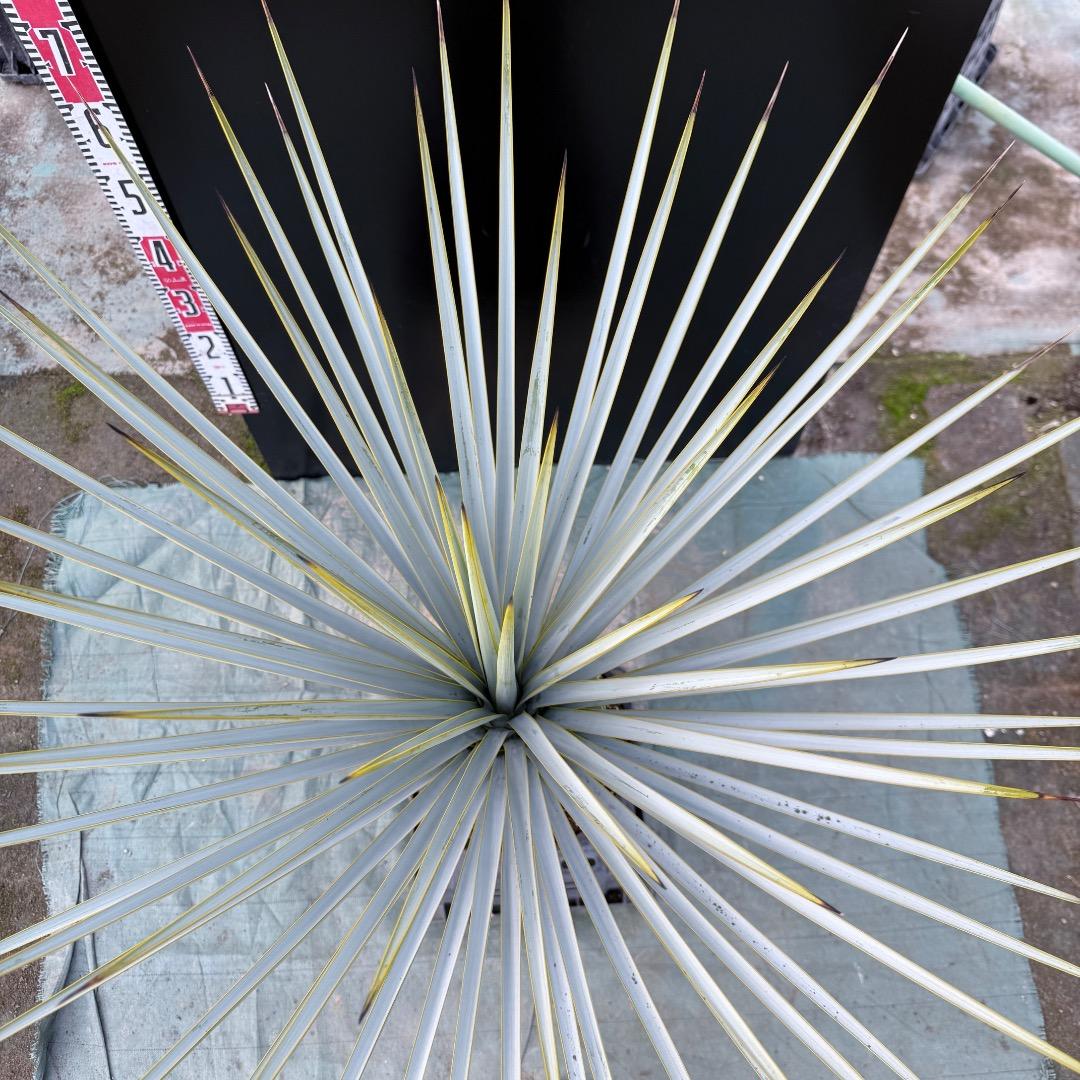 【AL1155】ユッカ　リギダ