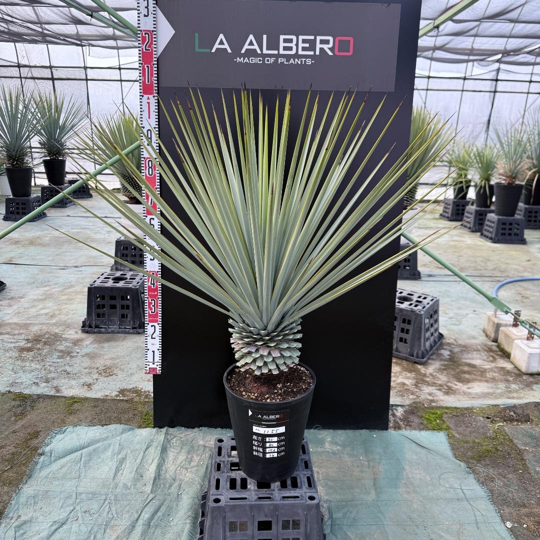 【AL1155】ユッカ　リギダ