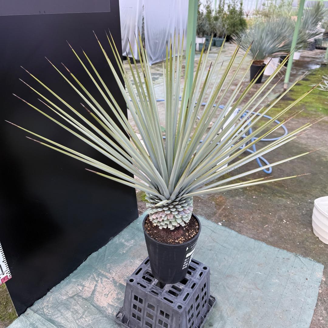 【AL1155】ユッカ　リギダ