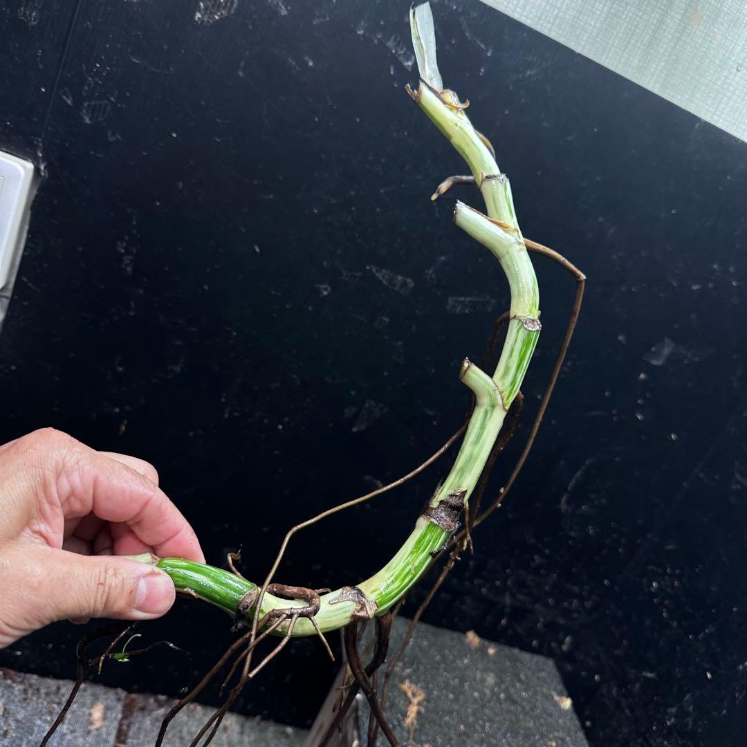 な*え様 斑入りモンステラホワイトタイガー大茎5株おまとめ