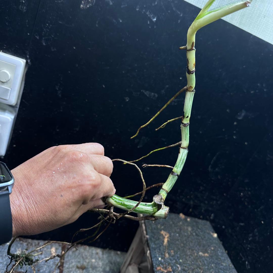 な*え様 斑入りモンステラホワイトタイガー大茎5株おまとめ