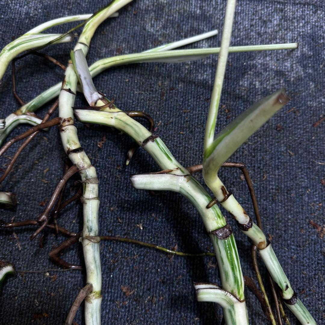 な*え様 斑入りモンステラホワイトタイガー大茎5株おまとめ