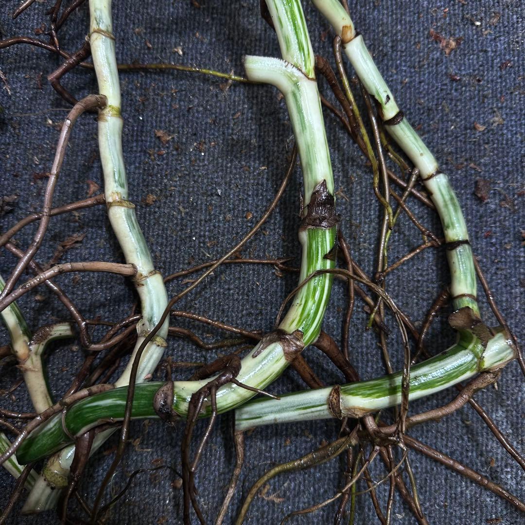 な*え様 斑入りモンステラホワイトタイガー大茎5株おまとめ