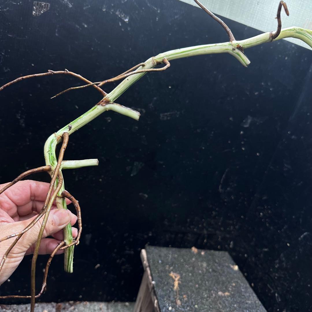 な*え様 斑入りモンステラホワイトタイガー大茎5株おまとめ