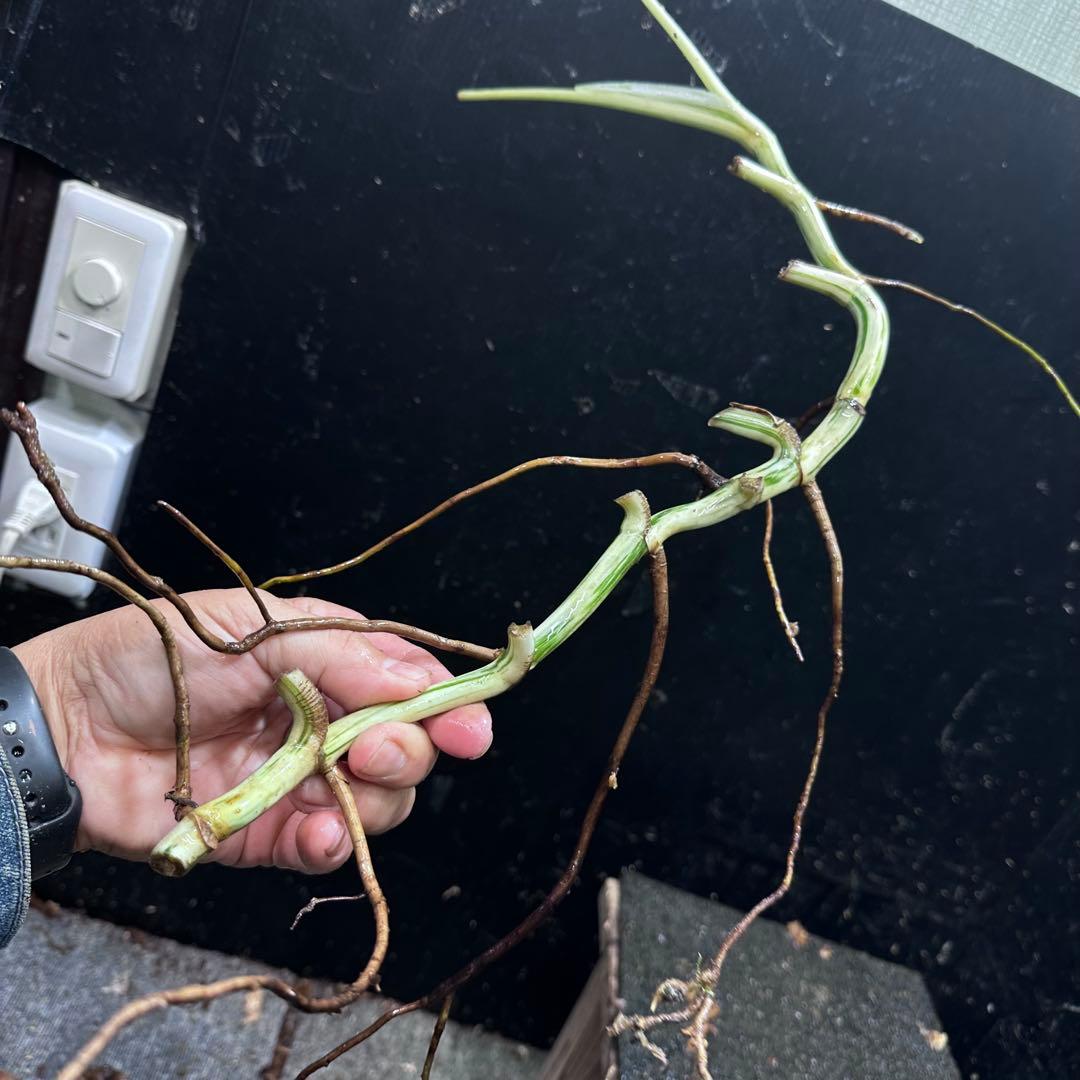 な*え様 斑入りモンステラホワイトタイガー大茎5株おまとめ