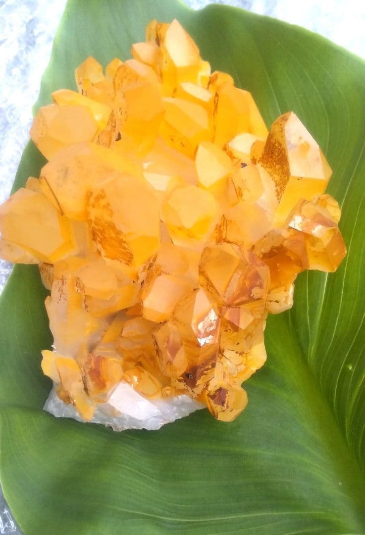 超希少 ゴールデンヒーラー クラスター ギャランティカード付き