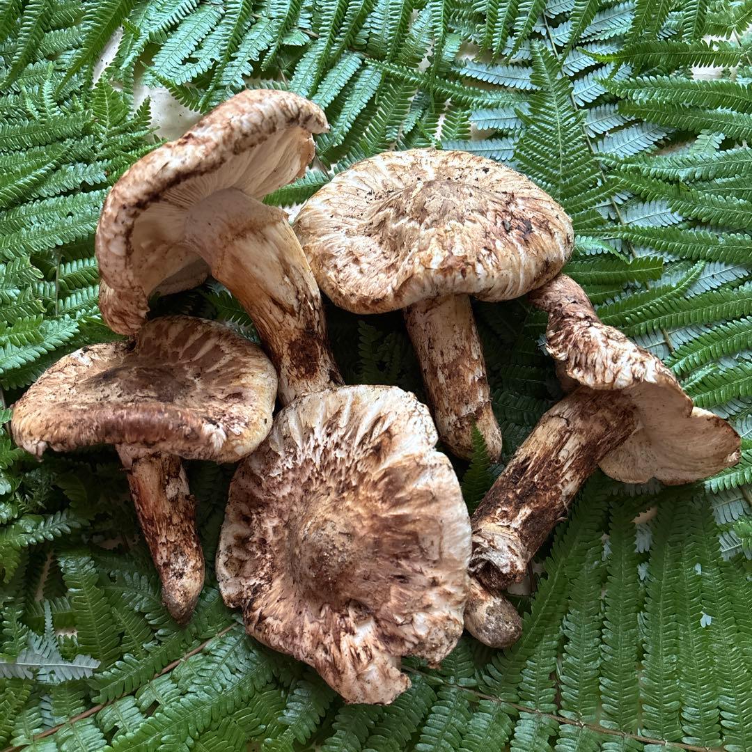 広島県産 松茸 ５本 （415g）⑦