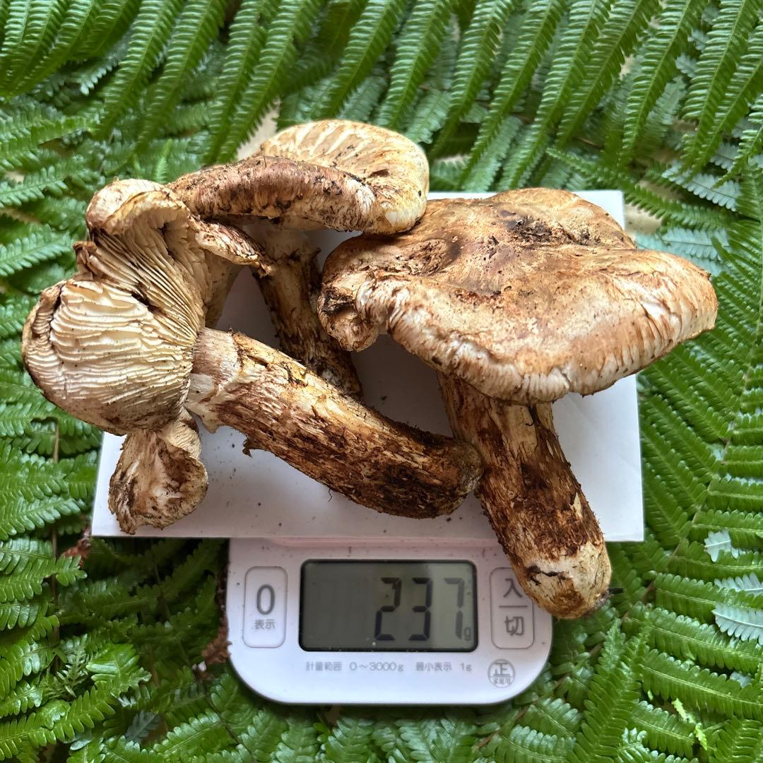 広島県産 松茸 ５本 （415g）⑦