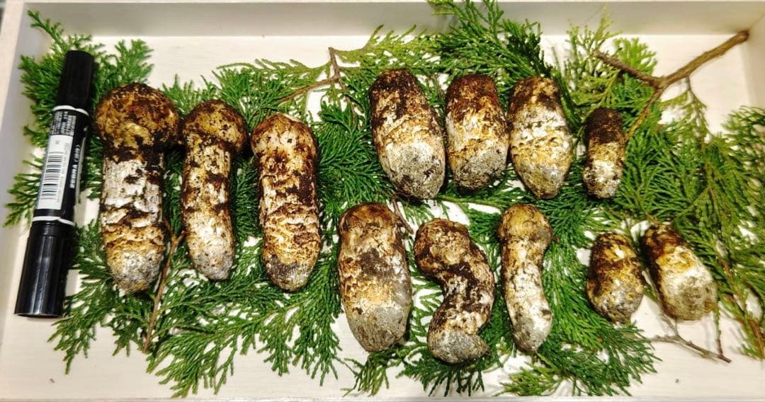 国産松茸 320g 12本 蕾 兵庫北部 但馬産 特上 10/16夕方