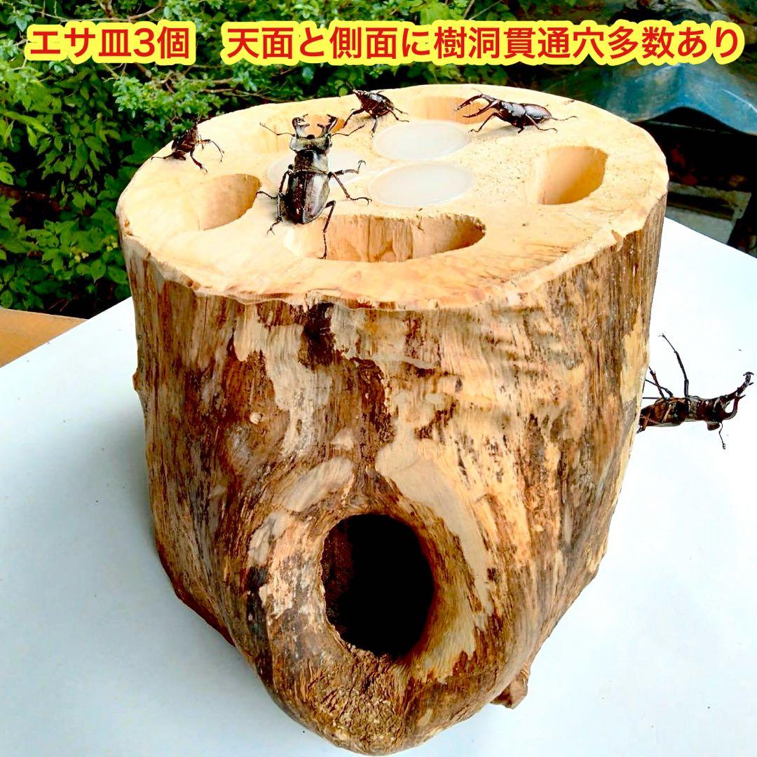 特大隠れ家　天然樹洞　登り木　クワリウム　クワガタ　止まり木　シェルター　エサ皿
