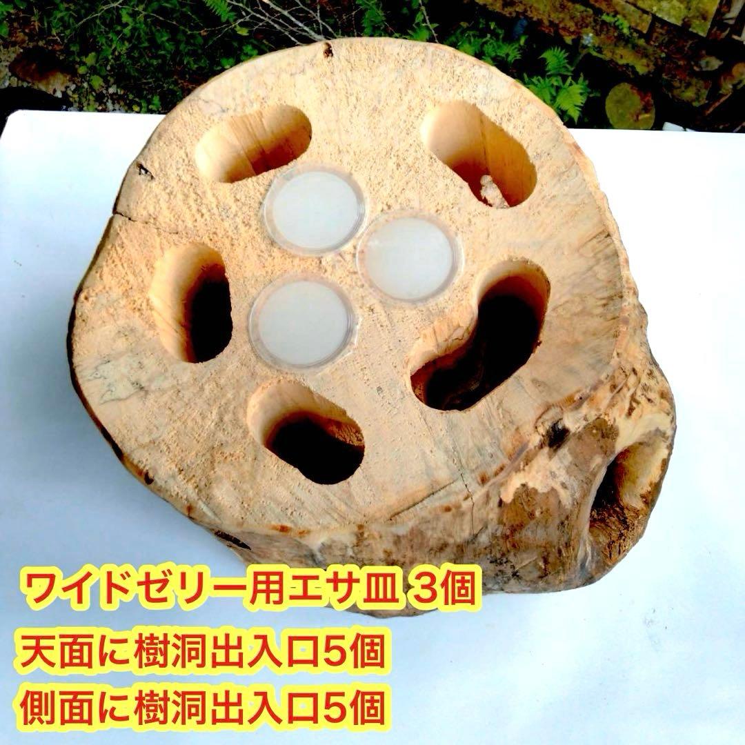 特大隠れ家　天然樹洞　登り木　クワリウム　クワガタ　止まり木　シェルター　エサ皿