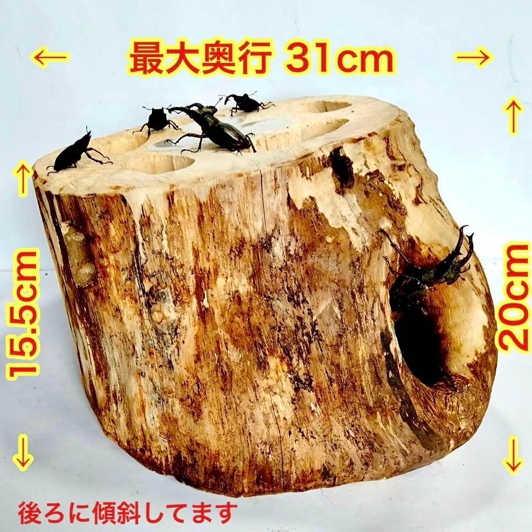 特大隠れ家　天然樹洞　登り木　クワリウム　クワガタ　止まり木　シェルター　エサ皿