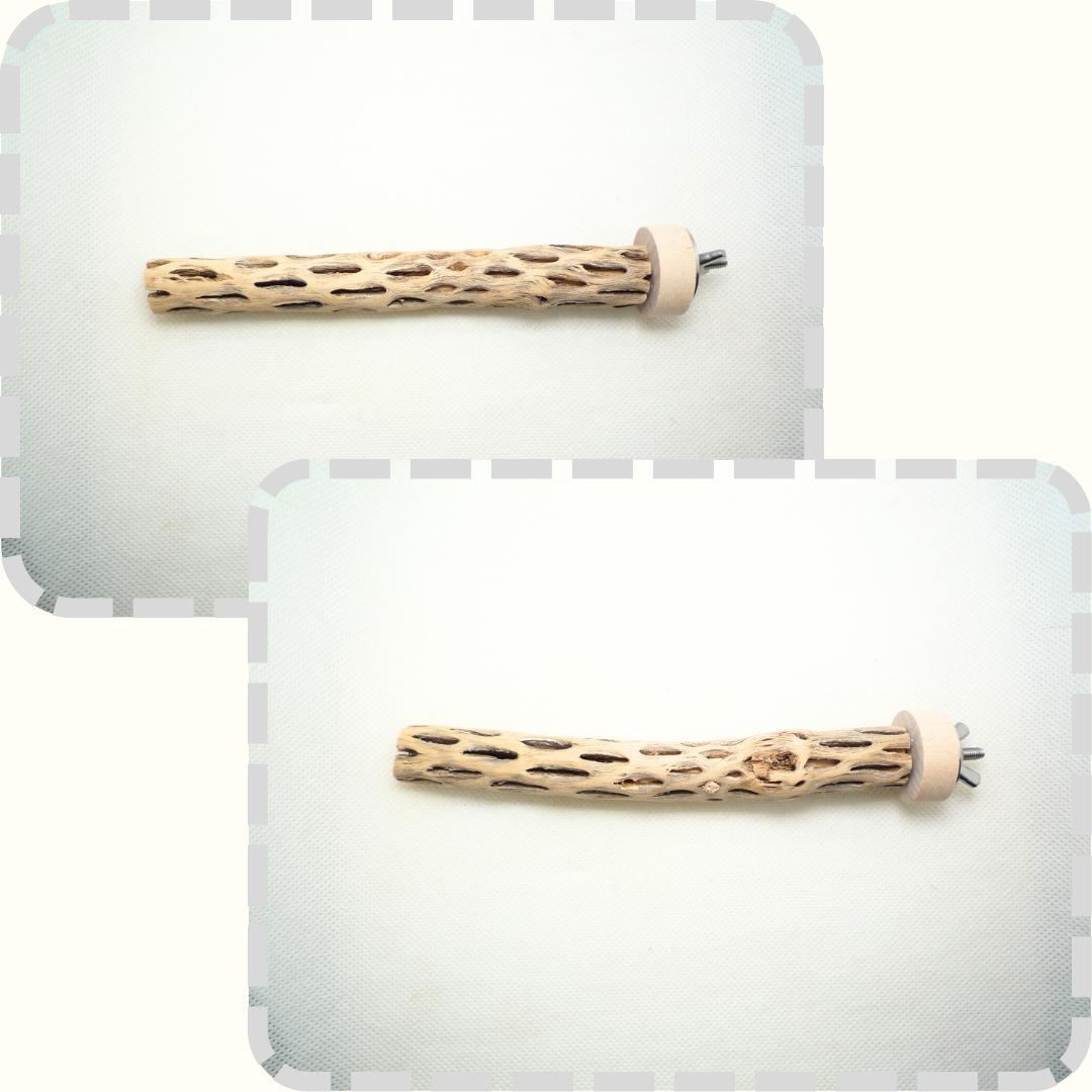 らいちょう　カクタスパーチ　3本セット