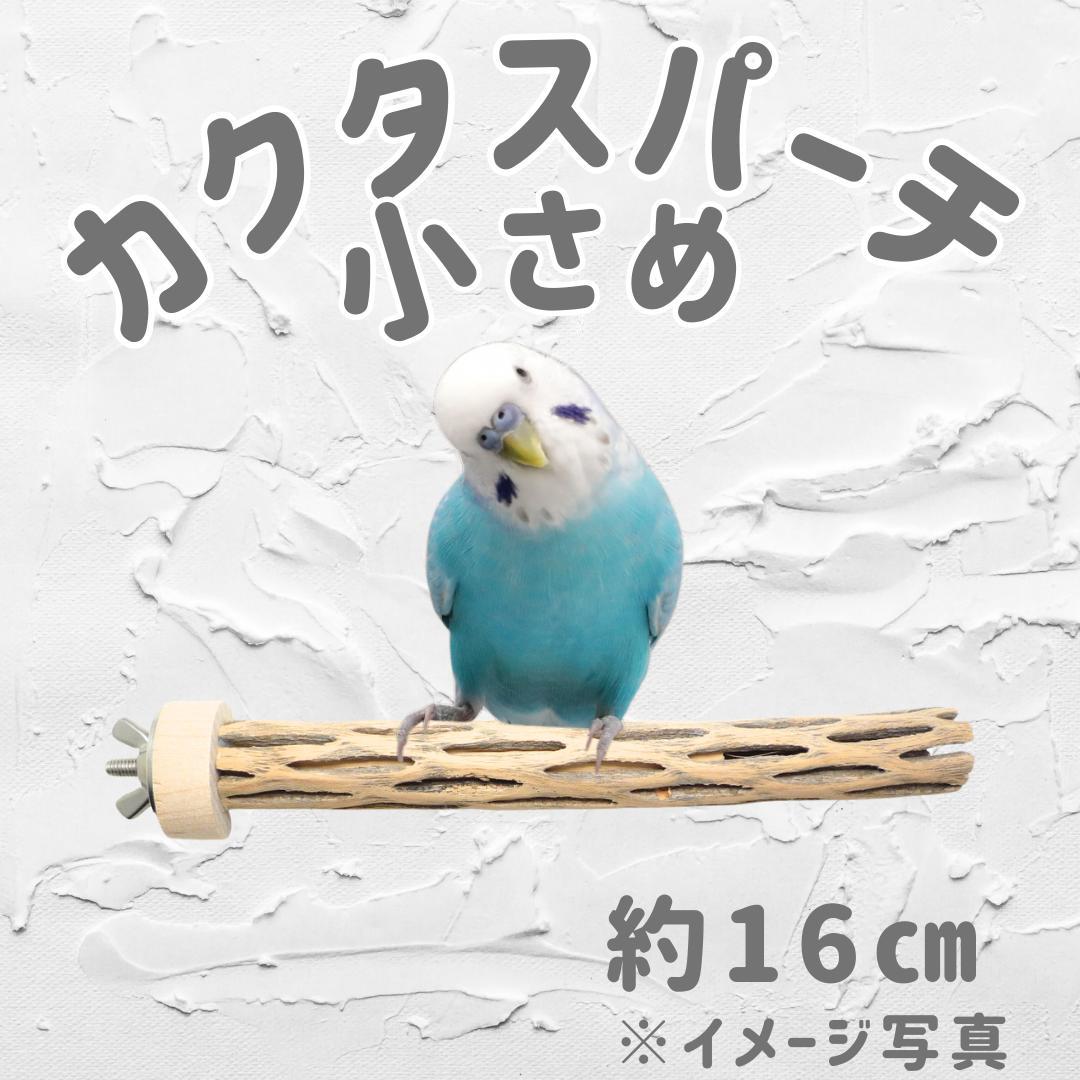 らいちょう　カクタスパーチ　3本セット