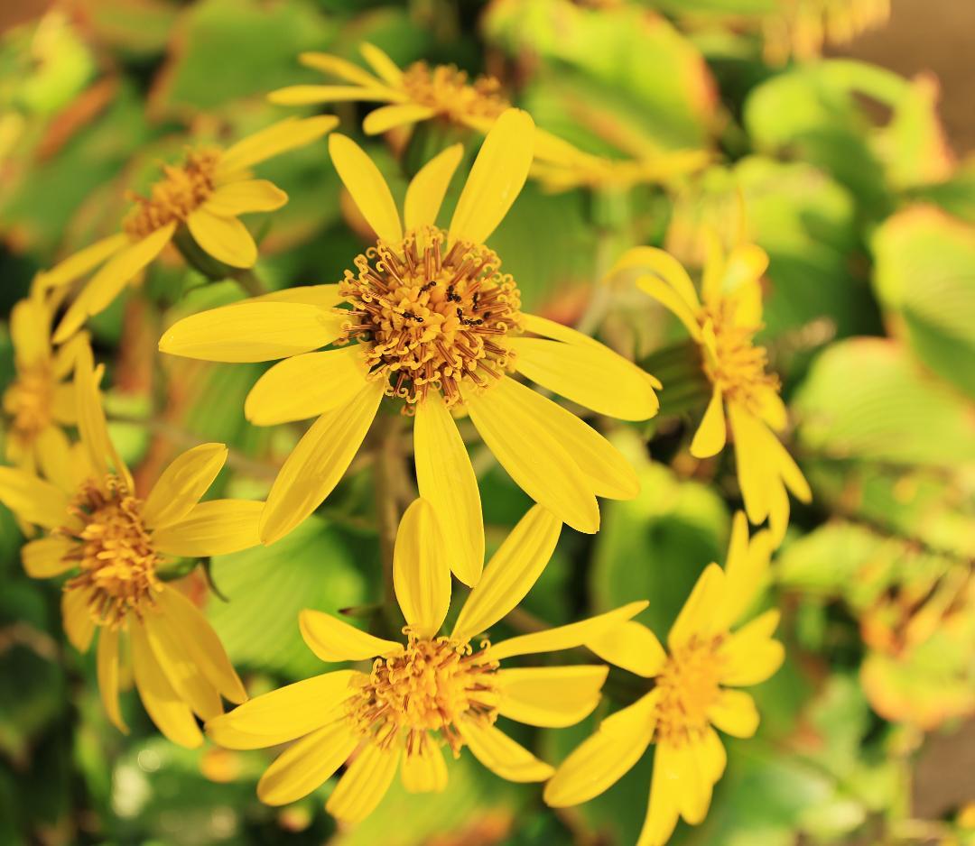 Canon EF8-15mm F4L フィッシュアイ USM