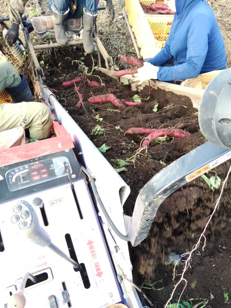 茨城県ひたちなか産 べにはるか 規格外 箱込み5kg×2箱