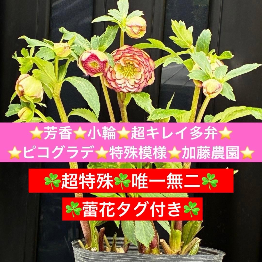 a*a様 3545☘️蕾花タグ付☘️超特殊☘️唯一無二☘️芳香⭐️小輪⭐️超キレ