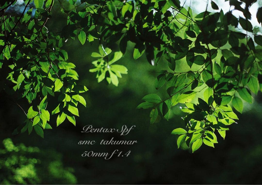 ★入門に！ペンタックスSPF/タクマーf1.4★初期保証＊作例多数＊美品＊完動品