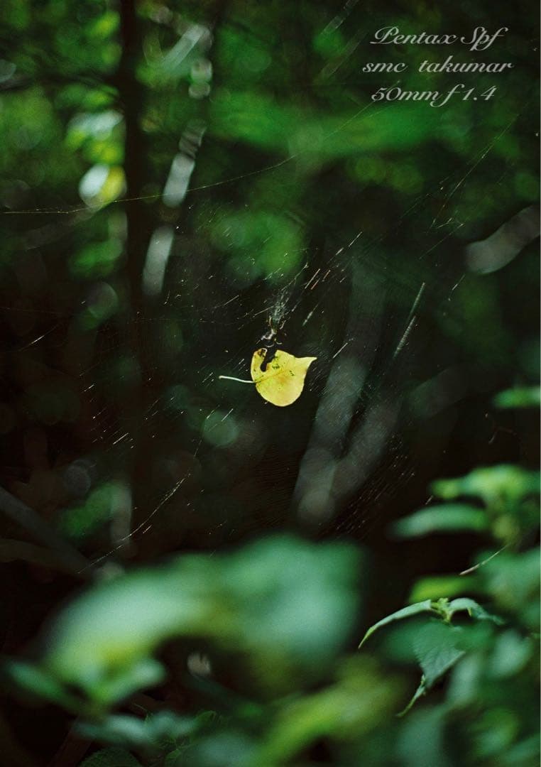 ★入門に！ペンタックスSPF/タクマーf1.4★初期保証＊作例多数＊美品＊完動品