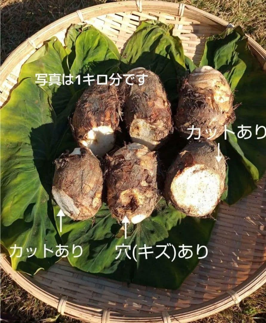 チャビおさま専用 磐田のこだわり海老芋 子芋 傷あり 無選別10kg 送料無料