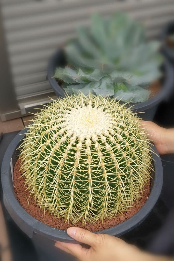 金鯱 サボテン キンシャチ エキノカクタス 12号 ロックガーデン 超特大厳選品