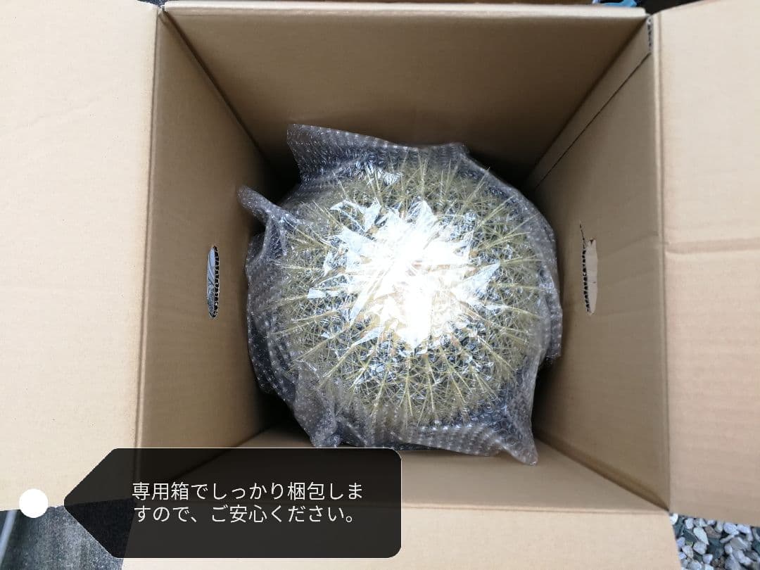 金鯱 サボテン キンシャチ エキノカクタス 12号 ロックガーデン 超特大厳選品