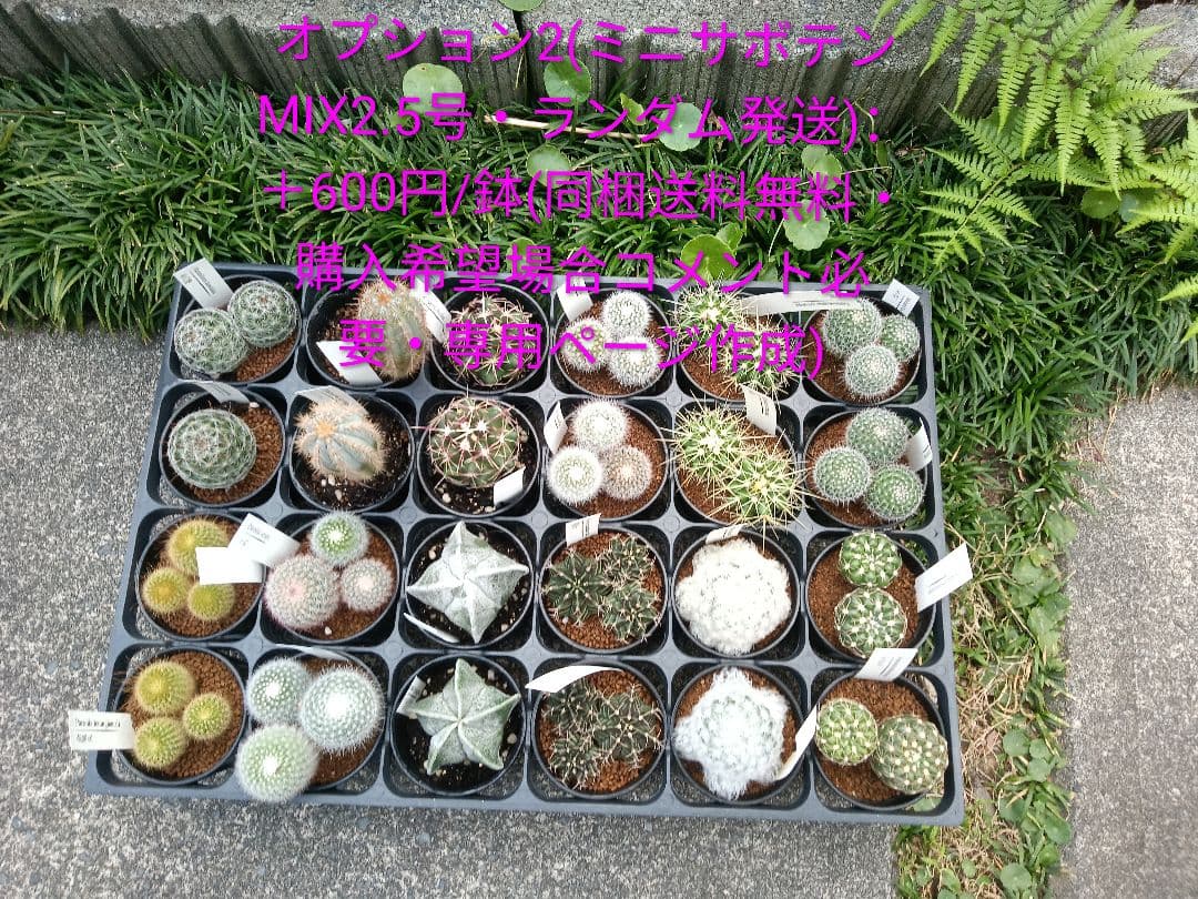 金鯱 サボテン キンシャチ エキノカクタス 12号 ロックガーデン 超特大厳選品