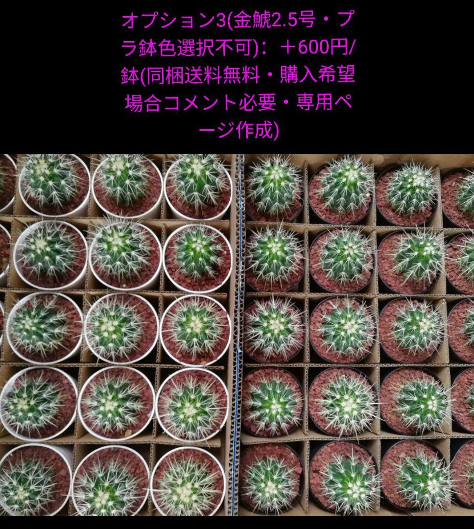 金鯱 サボテン キンシャチ エキノカクタス 12号 ロックガーデン 超特大厳選品