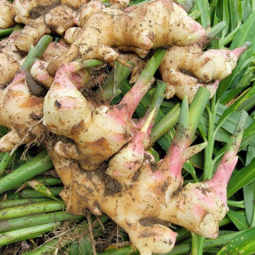 ☆10kg新生姜(土付き)