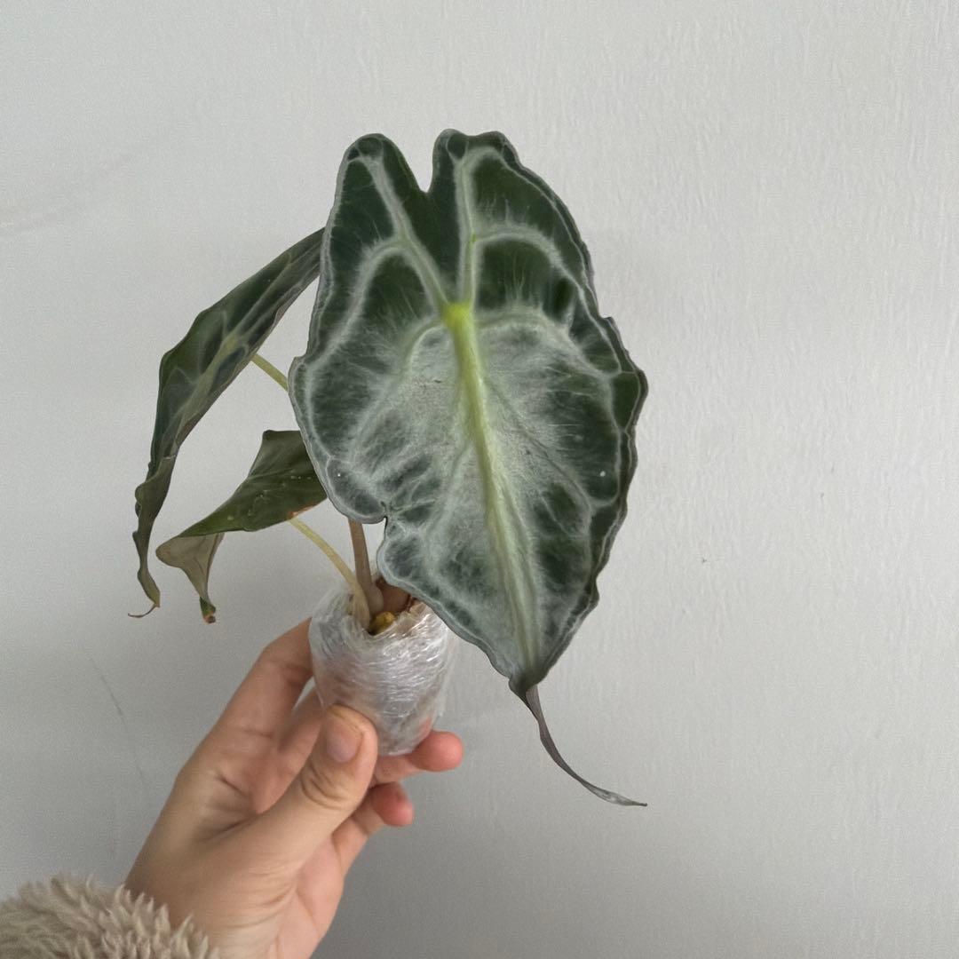 アロカシア ヴェノム Alocasia 'Venom' 管理番号s227