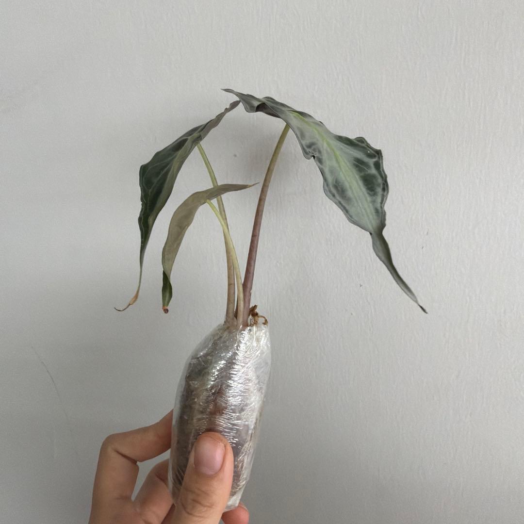 アロカシア ヴェノム Alocasia 'Venom' 管理番号s227