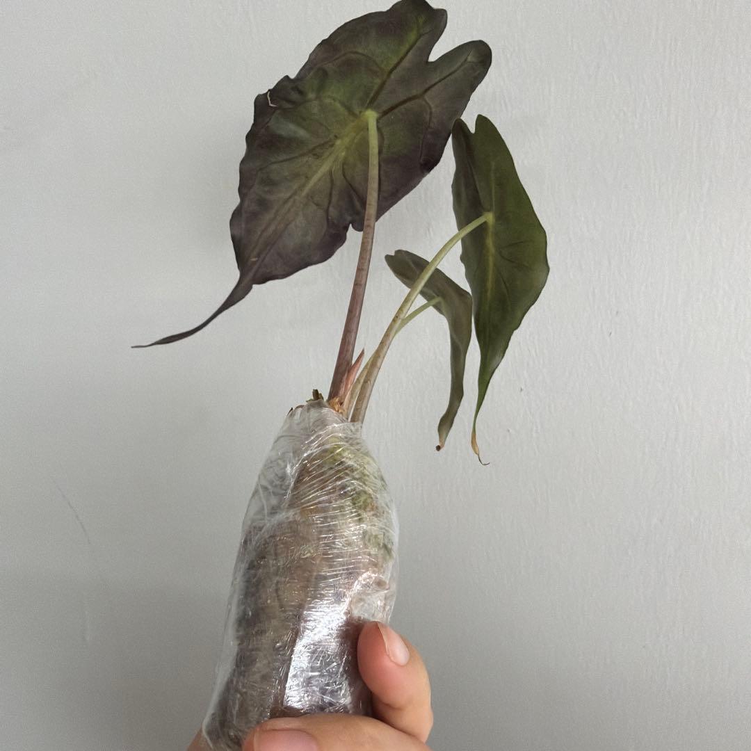 アロカシア ヴェノム Alocasia 'Venom' 管理番号s227