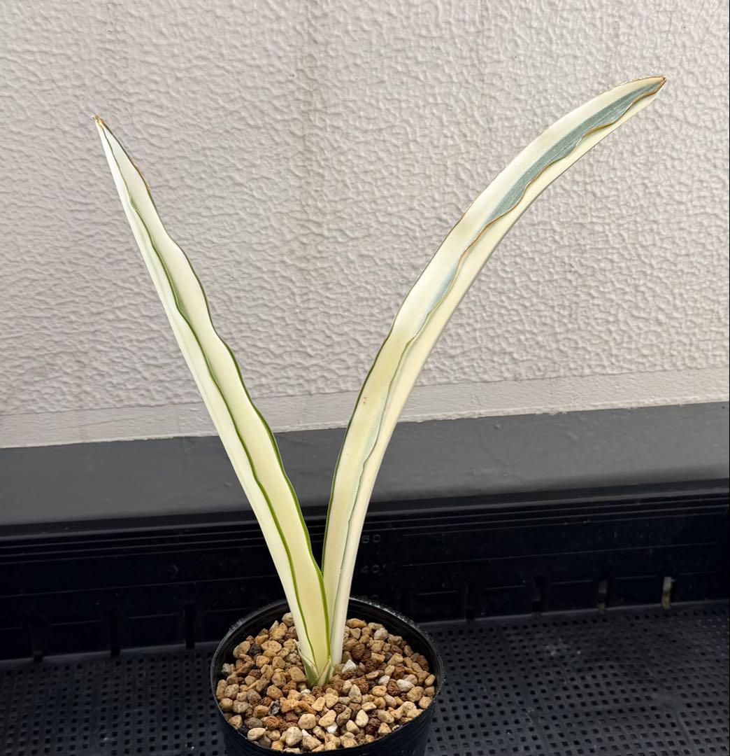 美株　希少　サンスベリアビューティークイーン　レア　鉢ごと　メルカリ便②