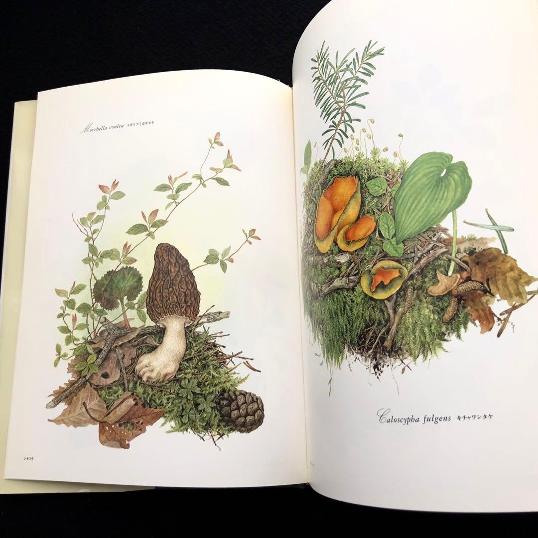 小林路子 画集「きのこ」1993年 初版 山と溪谷社