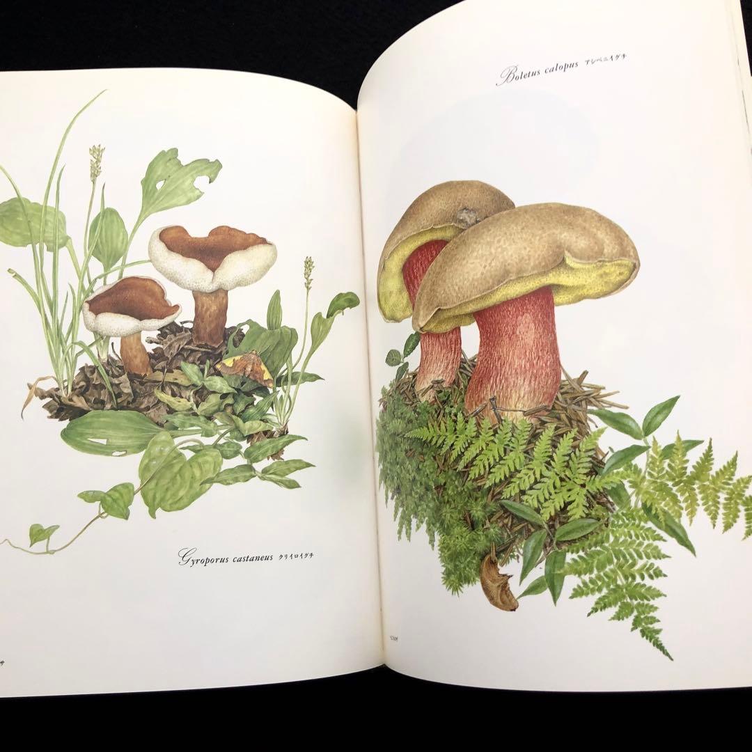 小林路子 画集「きのこ」1993年 初版 山と溪谷社