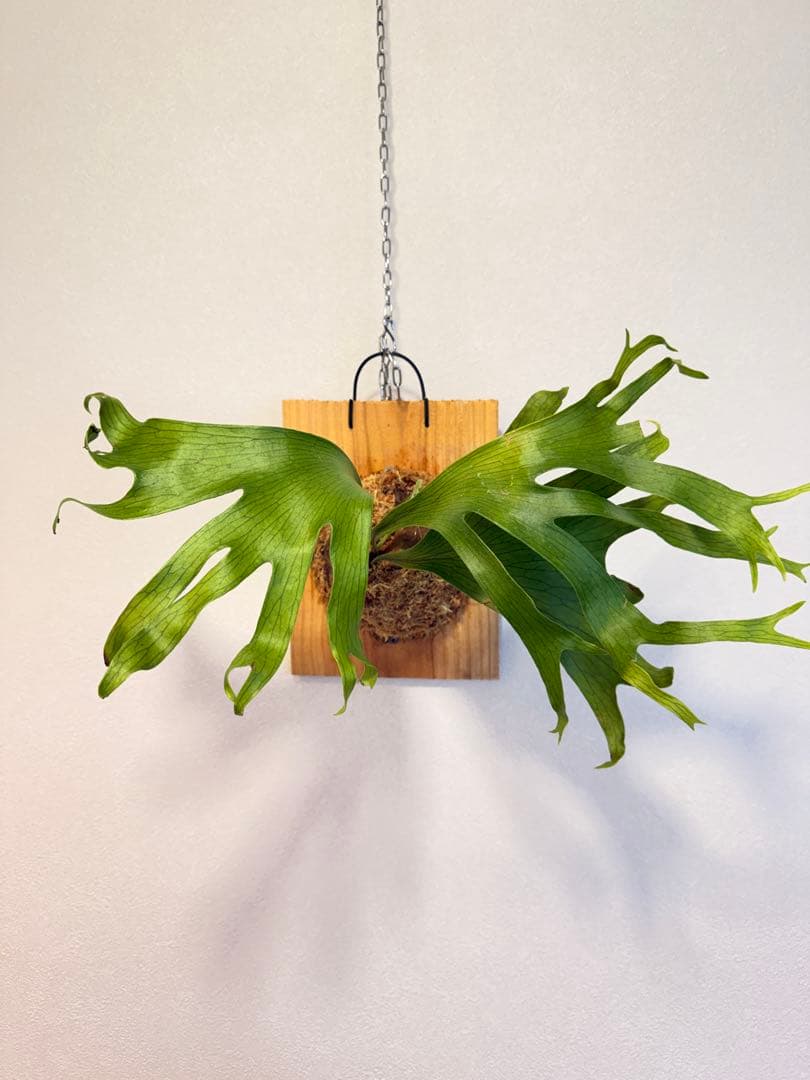 tbt　ビカクシダP. Flamenco