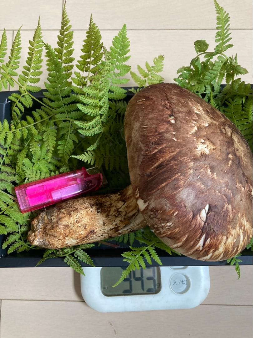 岩手県産松茸　国産松茸