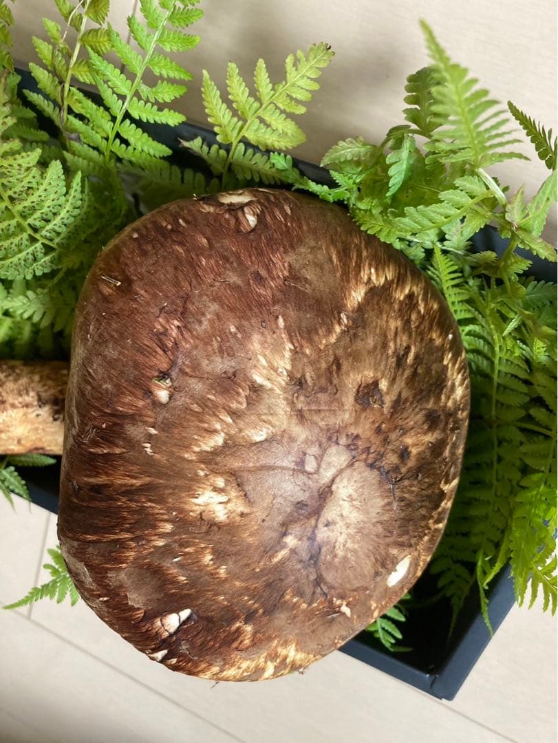 岩手県産松茸　国産松茸