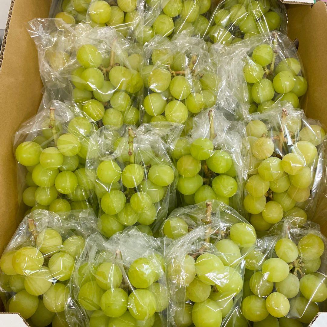 山梨県産　訳あり　家庭用　シャインマスカット　14房　箱込み5.5kg ①