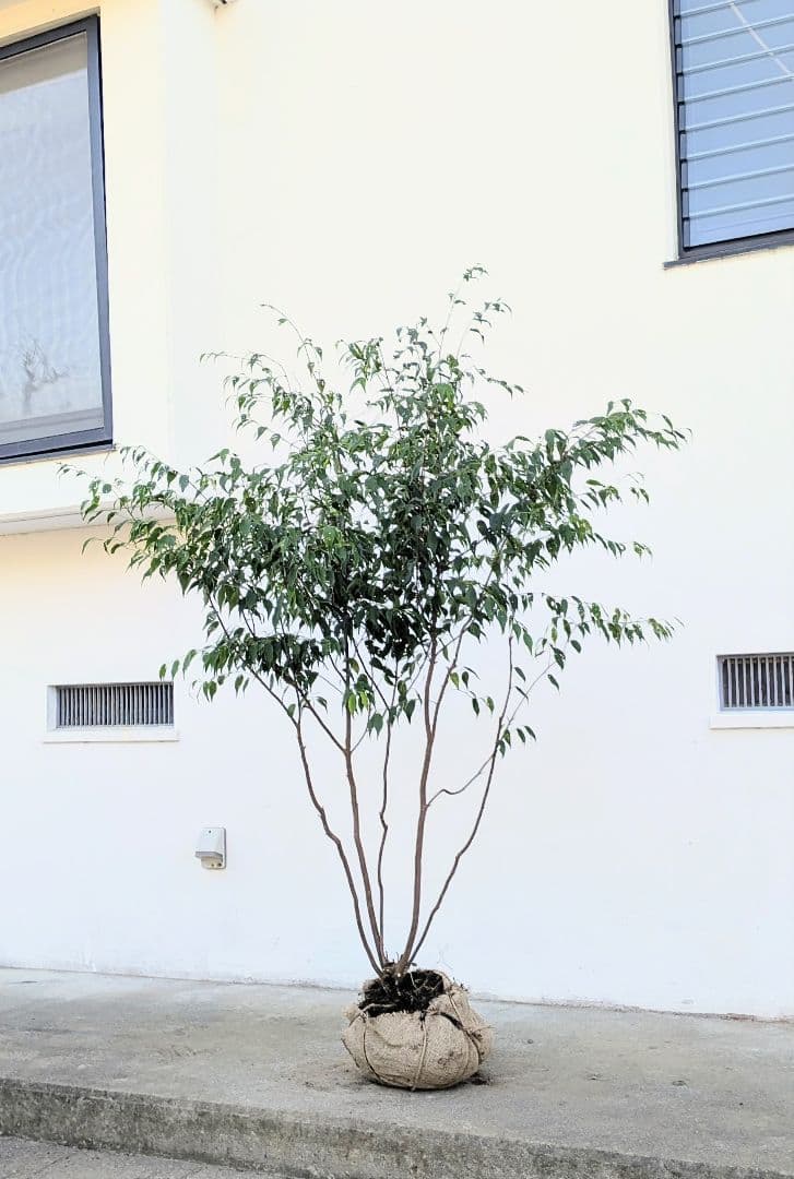 新春特価。山採りハイノキ。