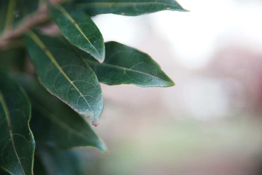 コスパ最高標準ズーム Tamron 28-75mm F2.8 Nikon F用