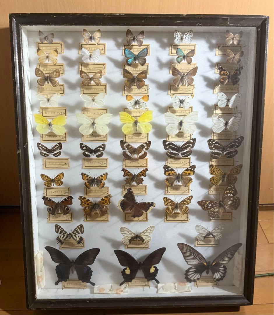 蝶の標本 2ケースセットまとめ売り