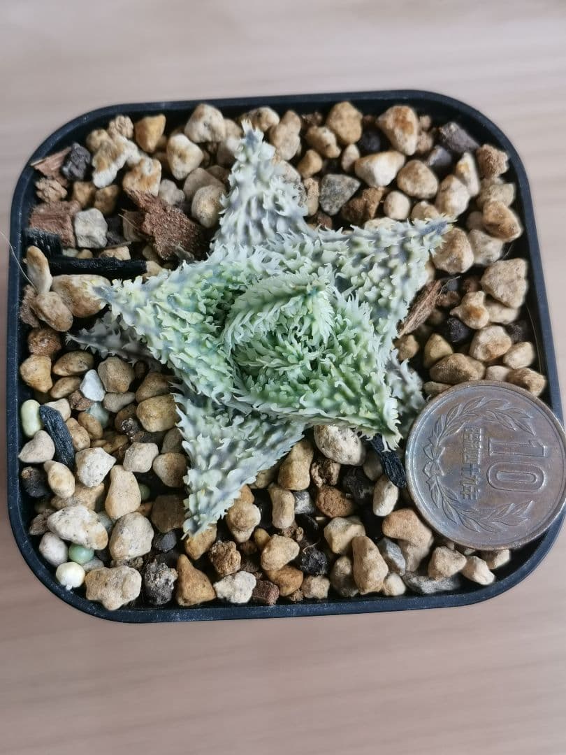 パ*ュ様 アロエハイブリッド　実生